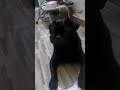 Sheenu the amazing pug