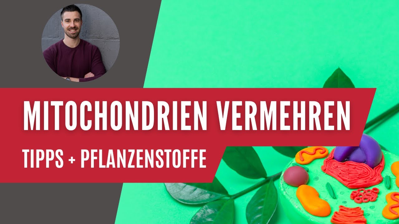 Mitochondrien vermehren für mehr Lebensenergie ⚡️ wie geht das? [Tipps + Nährstoffe]
