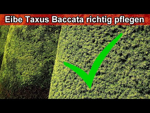 Eibe Taxus Baccata richtig pflegen – Eibe Pflege – Pflanzen Standort, gießen, düngen, schneiden