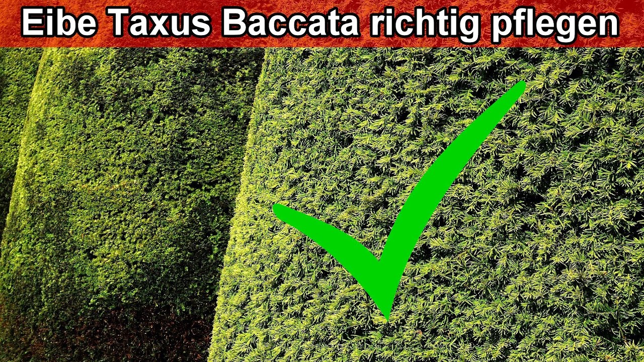 Eibe Taxus Baccata richtig pflegen  Eibe Pflege  Pflanzen Standort,  gieen, dngen, schneiden