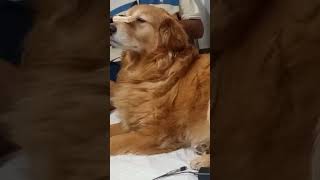jo Krna hai Aakele #golden retriever #dog breed