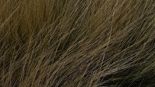 Jane Remover - New Venturing Snippet Audio