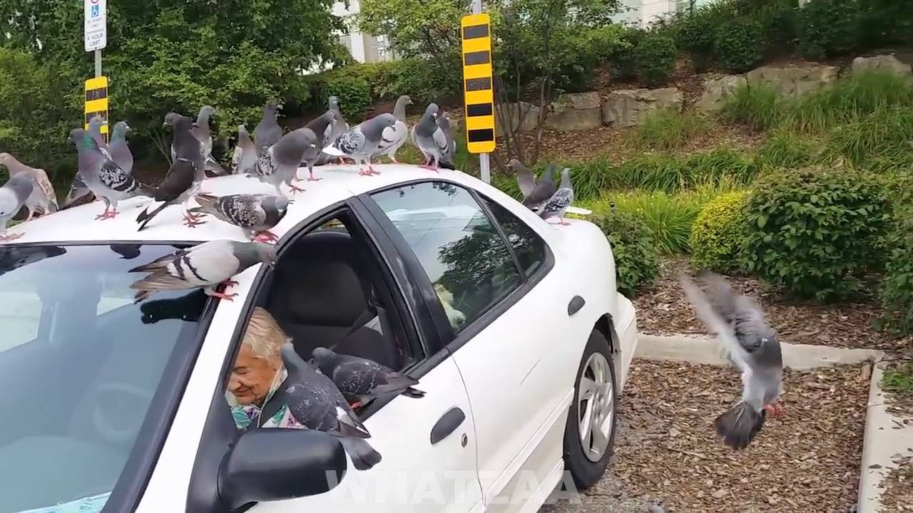 Pigeons recognize car YouTube