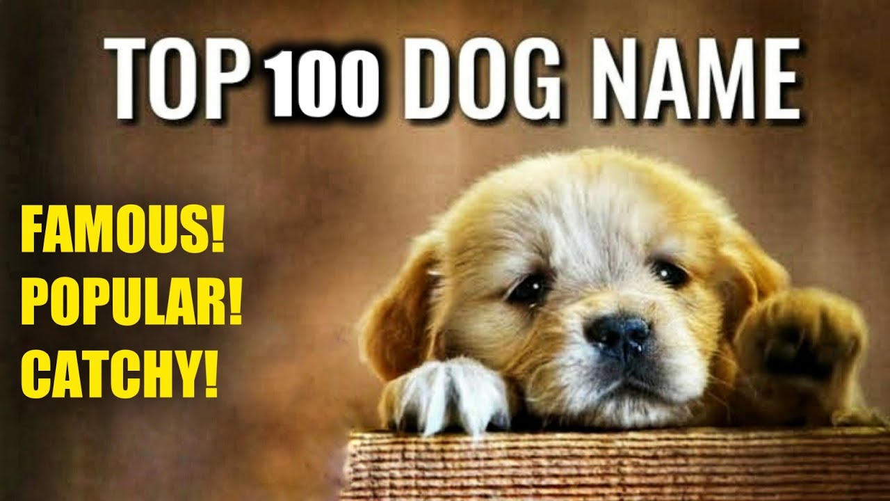 TOP 100 Popular Dog Names For Male And Female Best Dog Names (2020