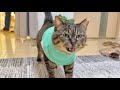 大反対！ダイエットの分量に納得いかず、詰め寄ってくる食いしん坊猫がこちら笑