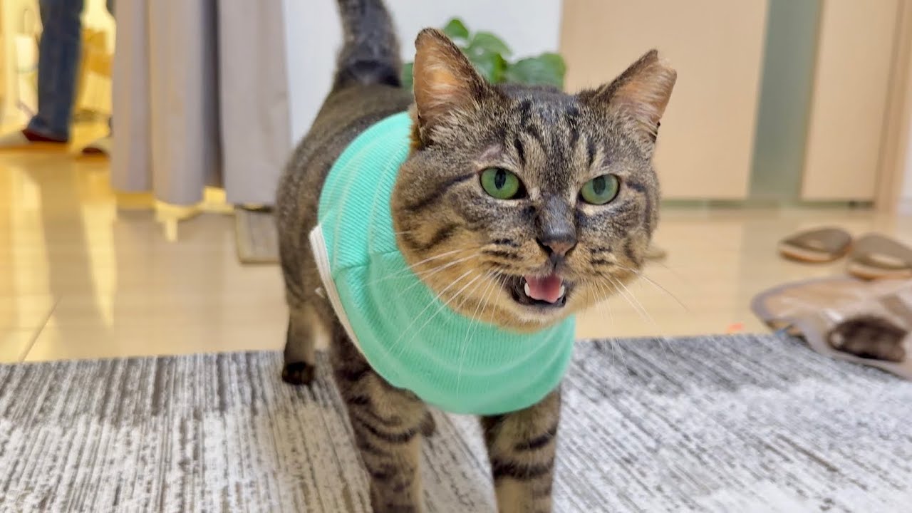 大反対！ダイエットの分量に納得いかず、詰め寄ってくる食いしん坊猫がこちら笑