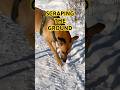 DOG BEHAVIOUR: SCRAPING THE GROUND #dogbehaviour #dogobservation