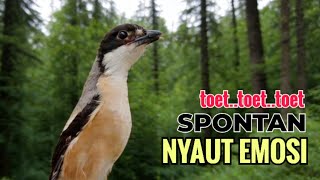 SUARA CENDET GACOR TOET TOET || Hanya Sekali Putar Spontan Bikin Cendet Lain Nyaut Emosi