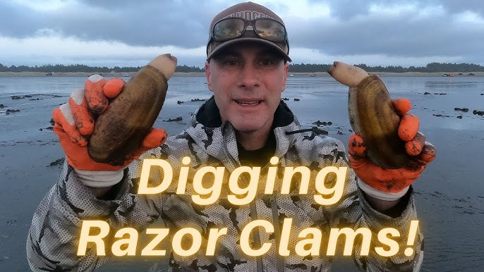 Live Pacific Razor Clams by the pound – Origin Catch