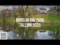 #Таллинн #Птицы Птицы в парке  | Birds in the park | Эстония Таллин