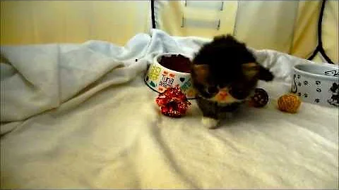 Video 7850241: exotic longhair kitten