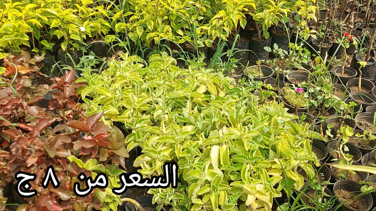 جوله في المشتل اسعار من ٣ج