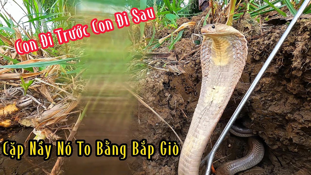 Nghe Nói Là Cặp Rắn Nầy To Hơn Bắp Giò Người Lớn | Mười Thương SB