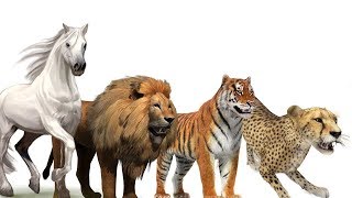 The Animals Racing 2018 Tiger Racing Gameplay screenshot 4
