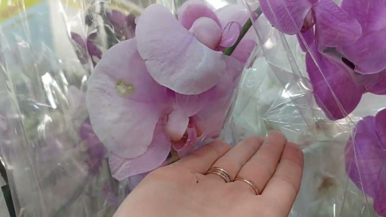 Леруа Мерлен цветочные новинки 1.09.2023г🔥🌺🪴🌼🌷🪻👍❗️