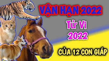 Vận Hạn Năm 2022 của Tuổi TÝ SỬU DẦN MÃO THÌN TỴ NGỌ MÙI THÂN DẬU TUẤT HỢI