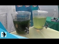 #419: Brine Shrimp and Spirulina Live Cultures at Agcore - Update Monday