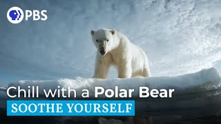 Chill with a Polar Bear