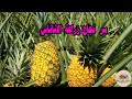 زراعة الاناناس ,Cultivation of pineapple