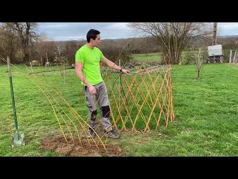 Vidéo: Fabrication de clôtures en saule vivant : découvrez comment planter une clôture en saule vivant