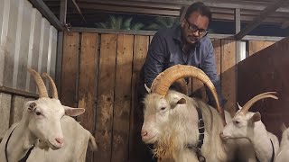 The Best Breeding Setup | King's Goat Farm Mumbra | Lal Kila Dhaba Full Tour.