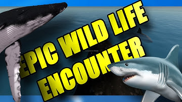 Stranded Deep : Humpback Whale , Great White and Marlin Encounter