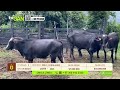 Tu vitrina ganadera- TvAgro por Juan Gonzalo Angel