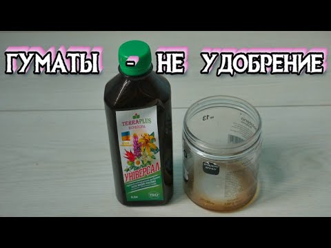 Video: Линго качан сыналгыда?