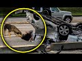 Homeless Dog Pulls Dying Woman From Car Crash And Drags Her Over 100 Ft To Find Help