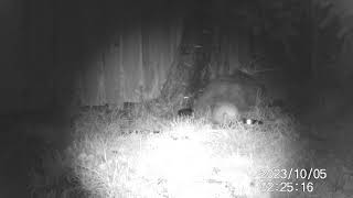 IMAG0194 Hedgehog 05102023 0225hrs