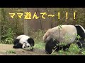 4/7シャオシャオレイレイ❤駄々っ子発動中！ママなんで遊んでくれないの！giantpanda @tokyo 上野動物園