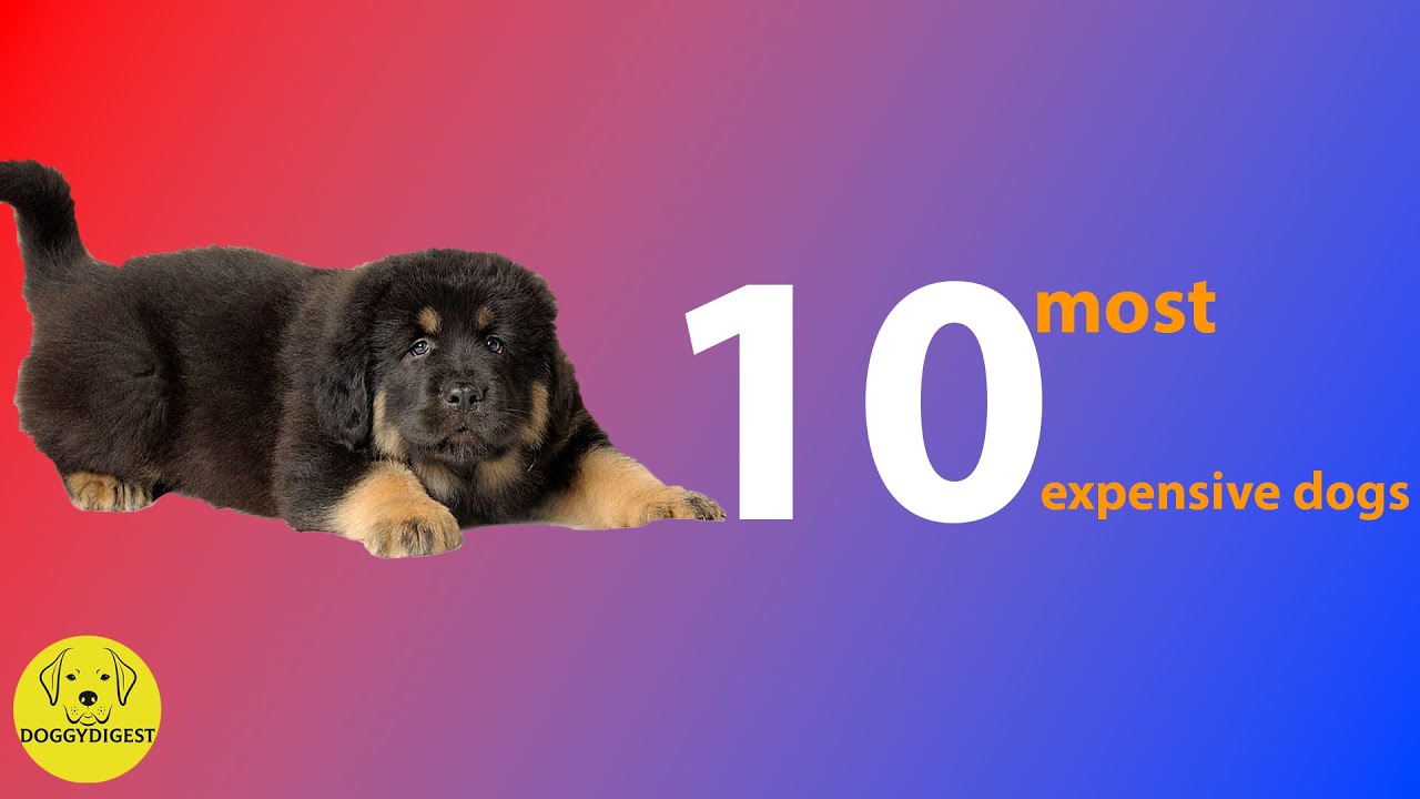 Top 10 Most Expensive Dogs
