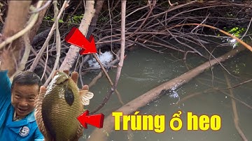Câu cá rô đồng, TRÚNG Ổ CÁ RÔ MẬP THIỆT ĐÃ / Fishing