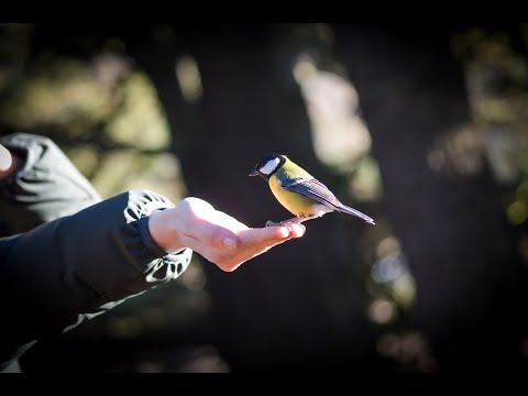 Birds Trout &