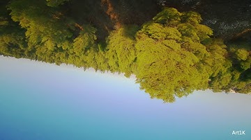 Shark Byte in Da Forest