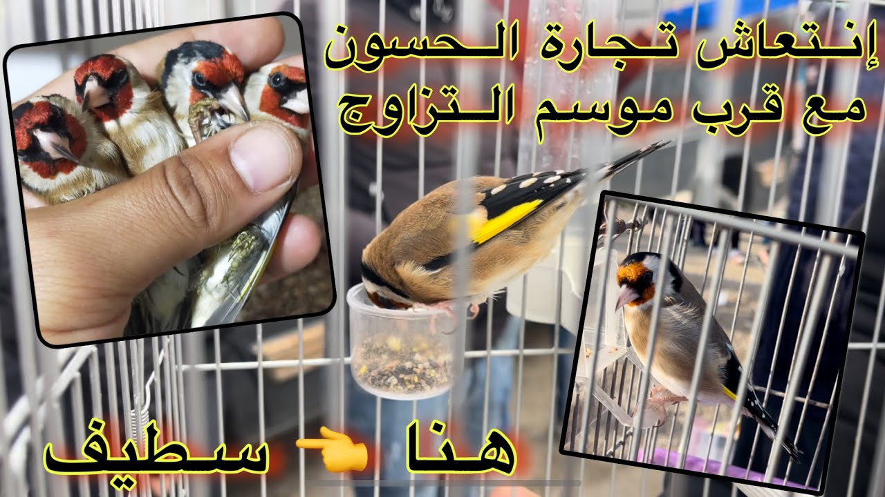 🔴عاجل: إنتعاش تجارة الحسون (المقنين) بسوق سطيف | أسعار الحسون من سوق الشرق الجزائري عاصمة الهضاب