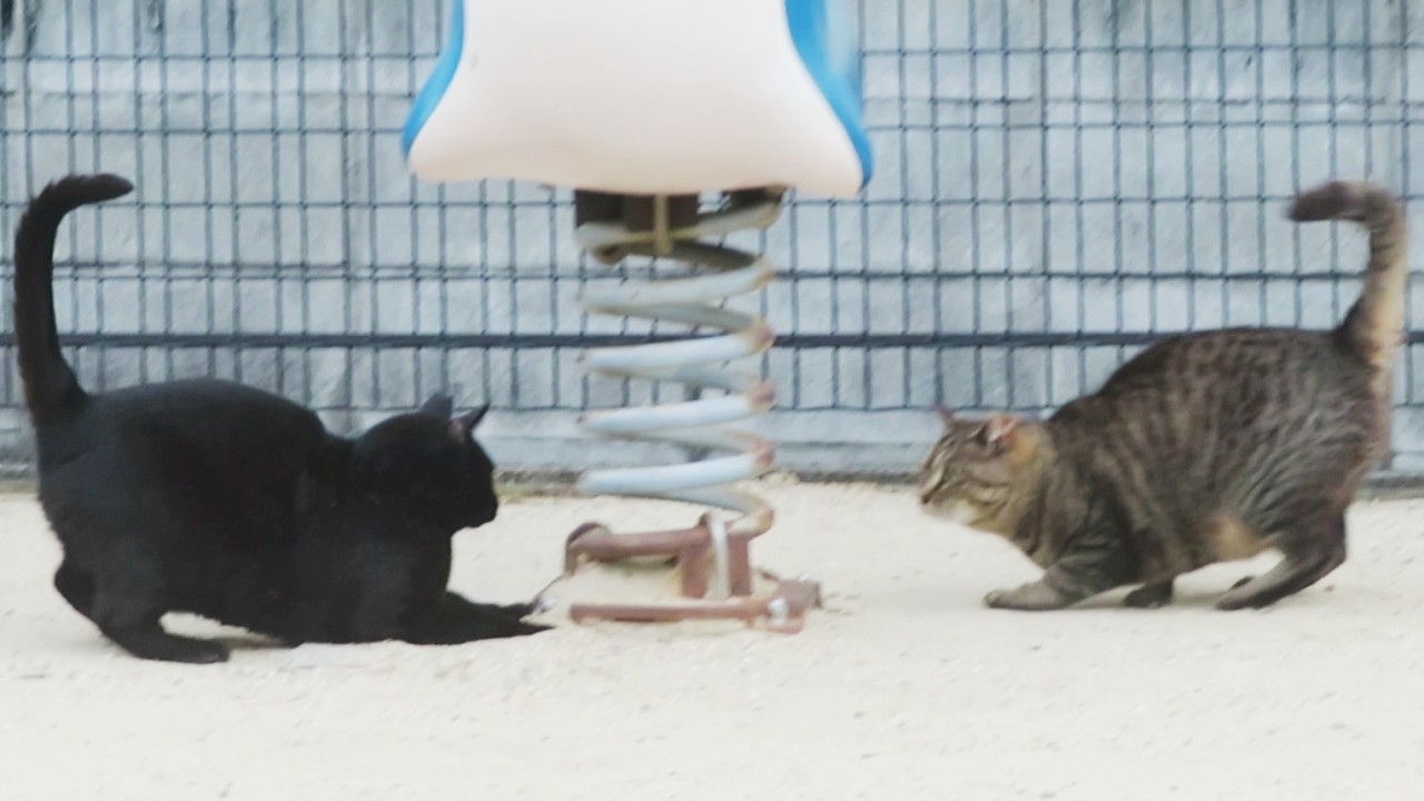 Ware-Nyan] Mysterious Early Morning Cat Wrestling & Cat Run
