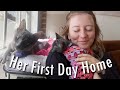We Adopted A Kitten!
