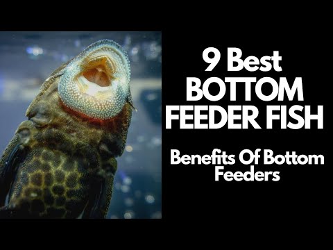 Video: Sunt hrănitori de fund pentru peștii pompano?