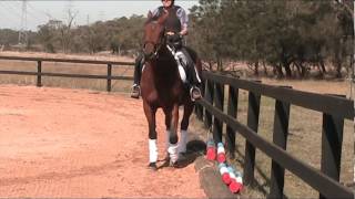 SACROILIAC PROBLEMS IN HORSES