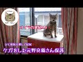 しゃべる【野良猫】チュンパ君緊急保護から２日目！一部屋占領居候する事になりました😁💕✨爪切りにトライ✨