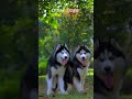 Pther Dogs  vs  This Dog || #catshorts