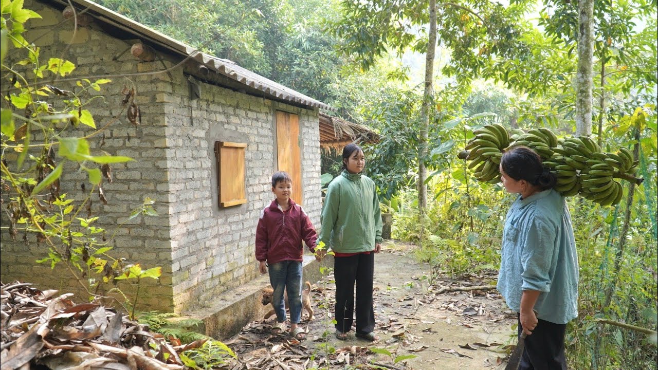 Harvesting Cavendish bananas, two bananas were taken to a market stall.