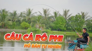 CÂU CÁ RÔ PHI HỒ BÁN TỰ NHIÊN | Bộ Mồi Gấu Rô Ngày Mưa Rào