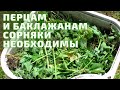 Подкормка Для ПЕРЦА И БАКЛАЖАНОВ. КАК Быстро Приготовить. Домашние советы.