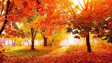 Relaxing Beautiful Instrumental Music, Peace Instrumental Music "Flowers in October" By Tim Janis