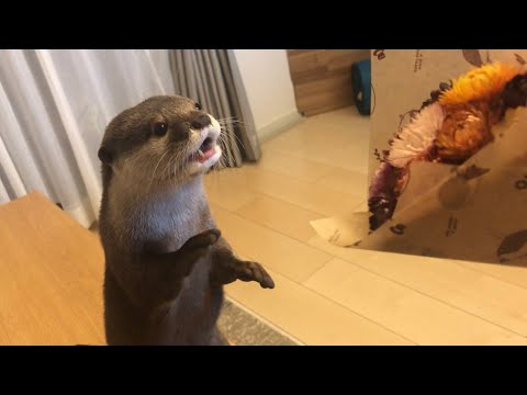 ??????? ???????????????????? Otter presented with flowers