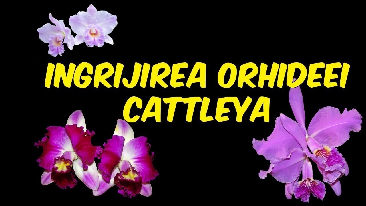Ingrijirea Orhideelor Cattleya: Udare, Fertilizare, Reinflorire, Replantare, Lumina