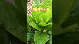 #지리산귀촌 #귀농귀촌 #귀촌생활 #시골살기 #봄나물채취 #산나물 #맛있는나물 #장녹나물