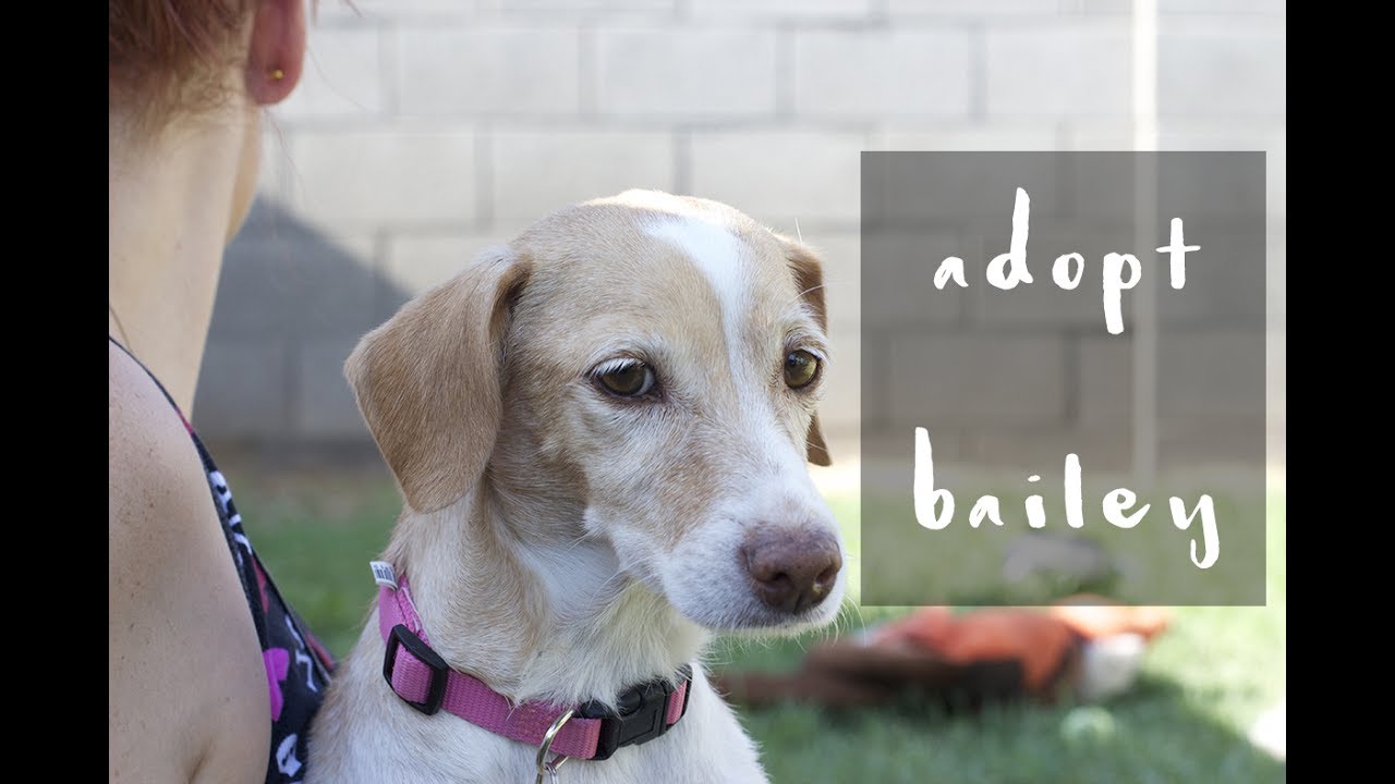 Lucky Dog Rescue Adopt Bailey YouTube